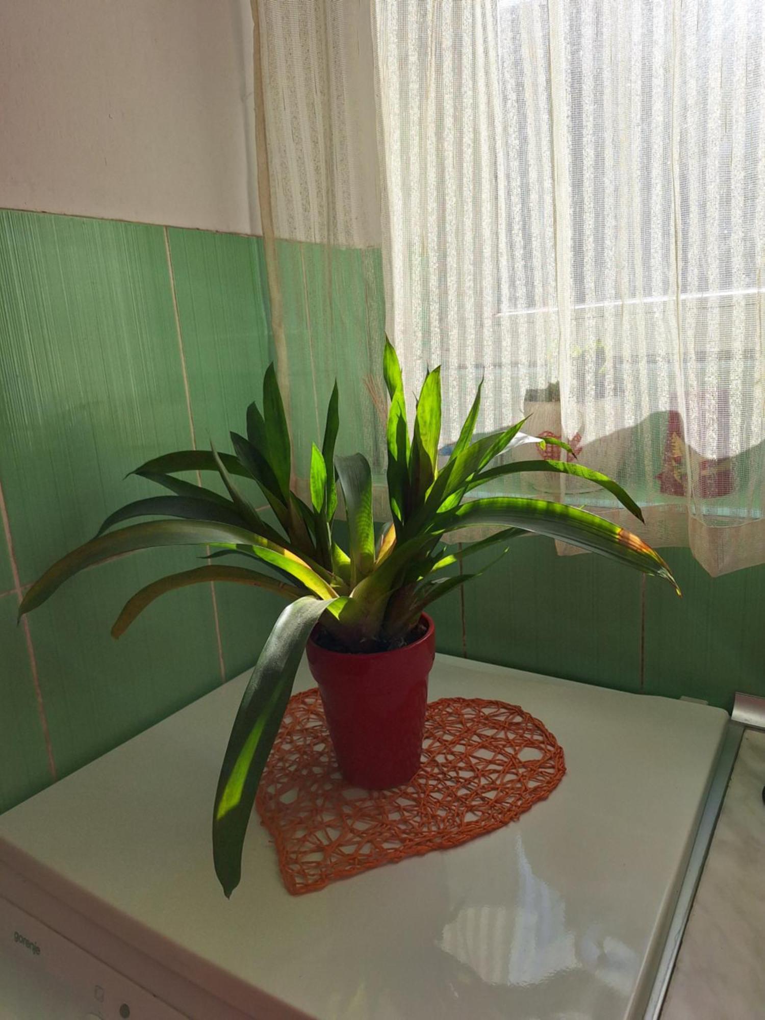 ベオグラードApartman Majaアパートメント エクステリア 写真
